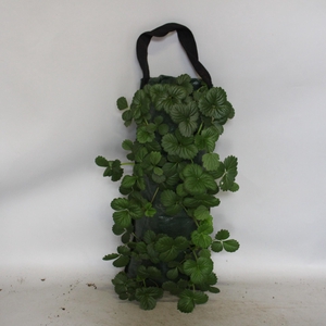 Wandhangers Fragaria