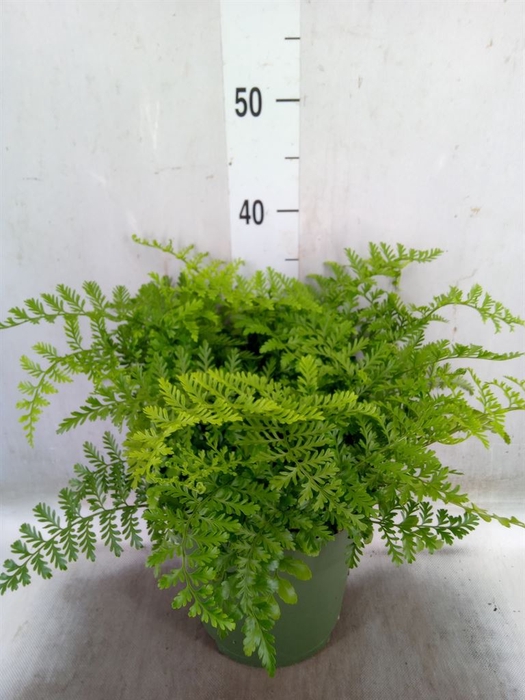 <h4>Asplenium parvati</h4>
