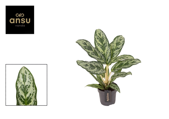 <h4>Aglaonema Laurel Green</h4>