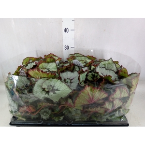 Begonia BD   ...