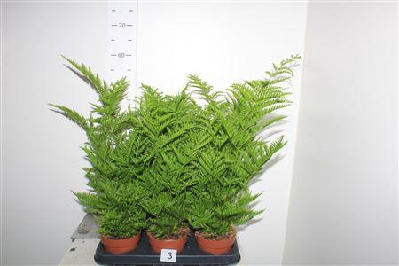<h4>Pteris Straminea</h4>