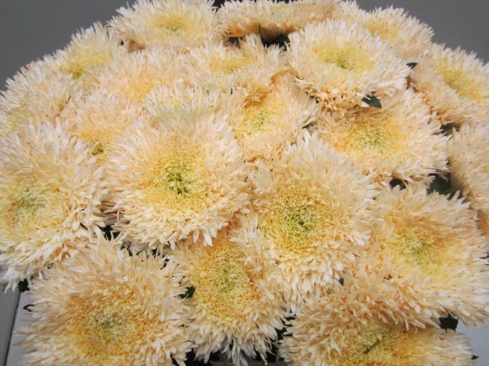 <h4>Chr G Etrusko Sweet Zalm</h4>