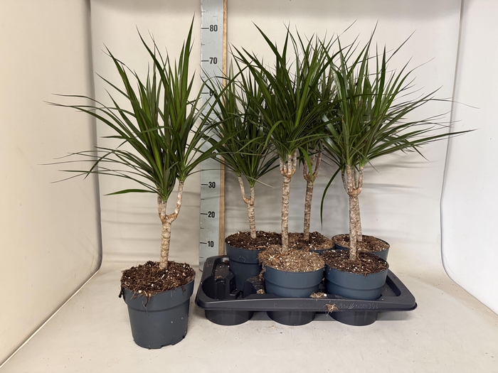 <h4>DRA MARGINATA</h4>