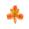 ALSTROEMERIA CINNAMON 070 CM