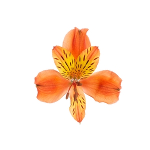 ALSTROEMERIA CINNAMON 080 CM
