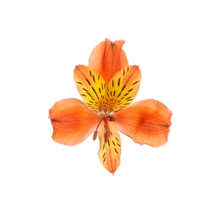 ALSTROEMERIA CINNAMON 080 CM