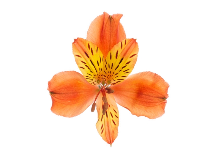 <h4>ALSTROEMERIA CINNAMON 080 CM</h4>