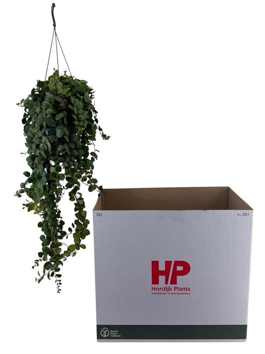 <h4>AESCHYN PINK POLKA</h4>