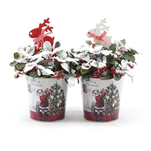 Gaultheria pr. 'Big Berry'® P10 in Zinc Santa + Reindeer + Snow