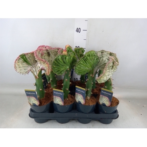 Euphorbia lactea 'Cristata'