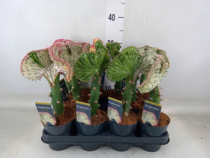 <h4>Euphorbia lactea 'Cristata'</h4>