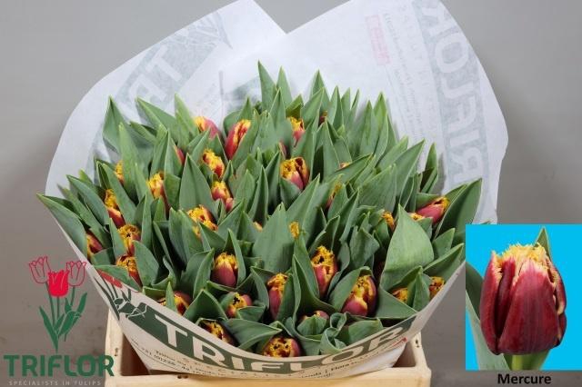 <h4>TU FR MERCURE</h4>