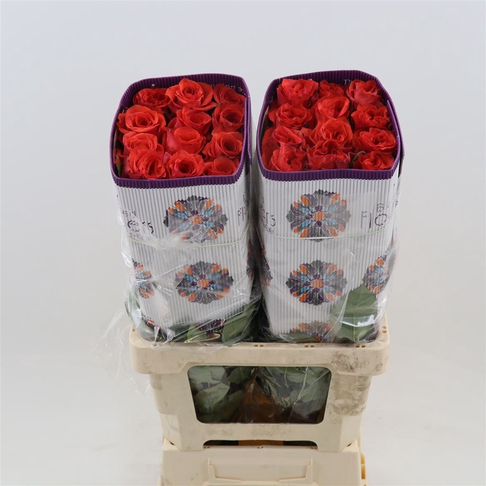 <h4>Rosa Grootbloemig Orange Enigma</h4>
