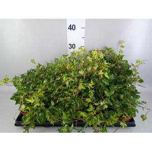 Hedera helix