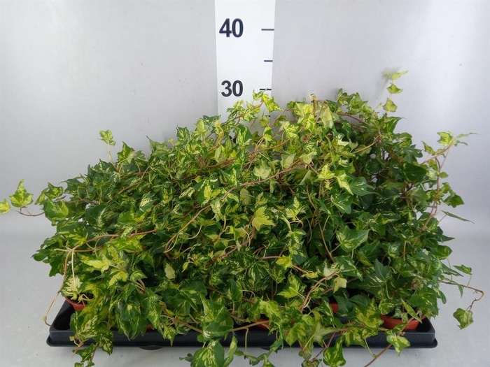 <h4>Hedera helix</h4>