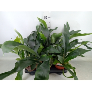 Platycerium bifurc.