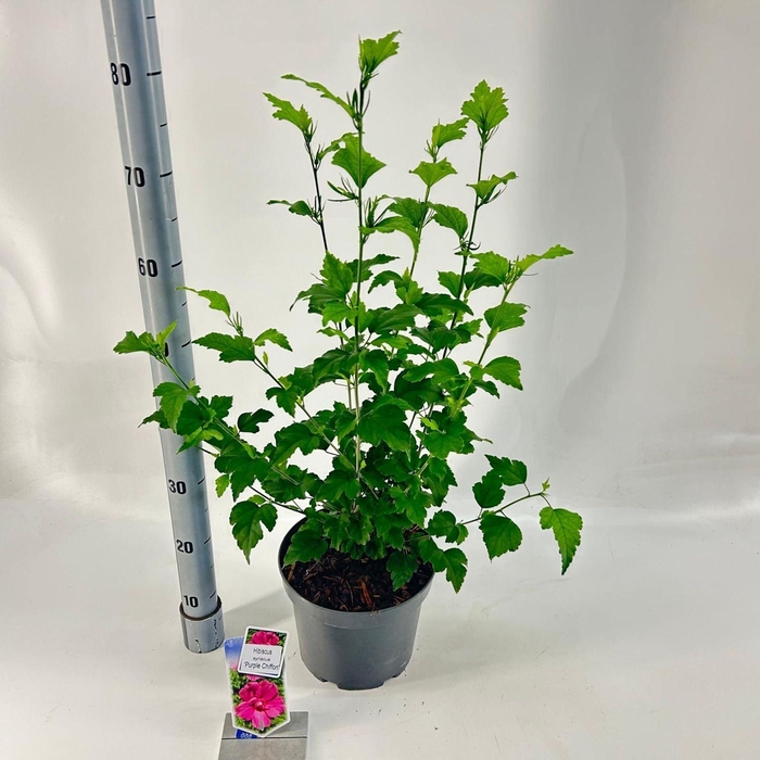 <h4>Hibiscus syriacus</h4>