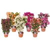 Bougainvillea glabra 'Sanderiana'