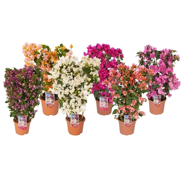 <h4>Bougainvillea glabra 'Sanderiana'</h4>