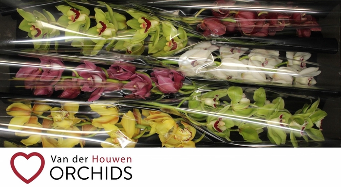 <h4>70 cm gemengd</h4>