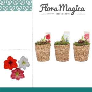 Hippeastrum Mix 2 Knop in Ruby