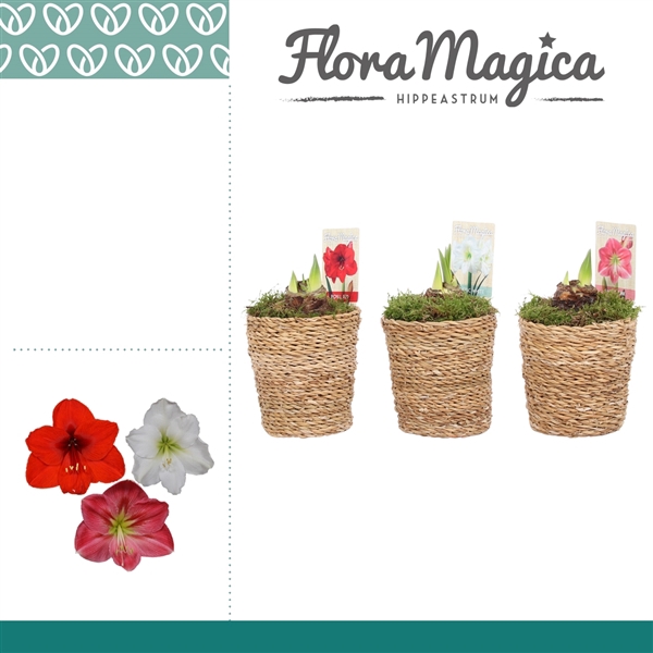 <h4>Hippeastrum Mix 2 Knop in Ruby</h4>