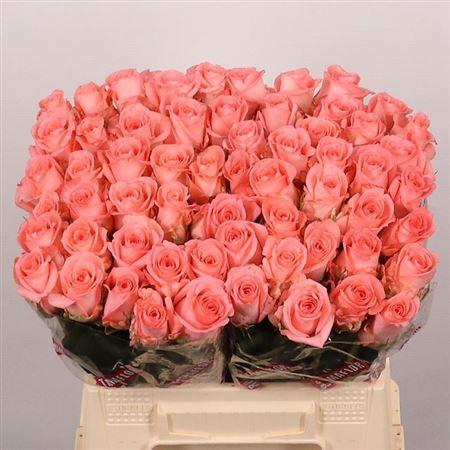 <h4>R Gr Unicorn</h4>