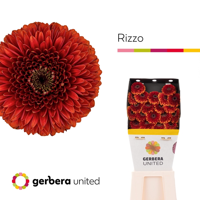<h4>Germini Pomponi Rizzo Diamond</h4>