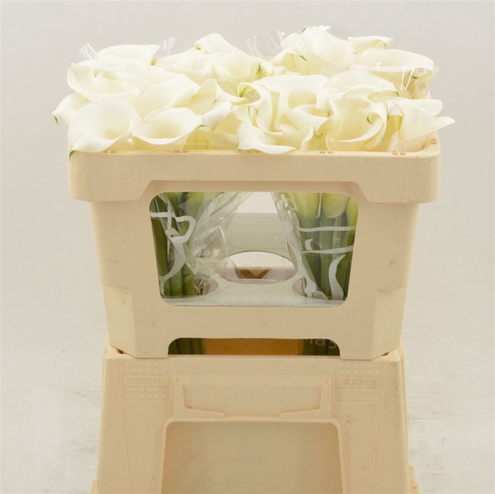 <h4>Calla Ivory Art</h4>