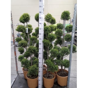 xCupressocyparis ley.   ...