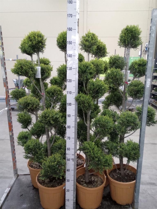 <h4>xCupressocyparis ley.   ...</h4>