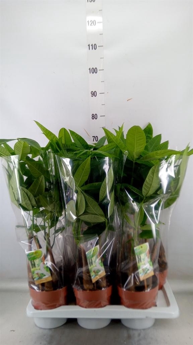 <h4>Pachira aquatica</h4>