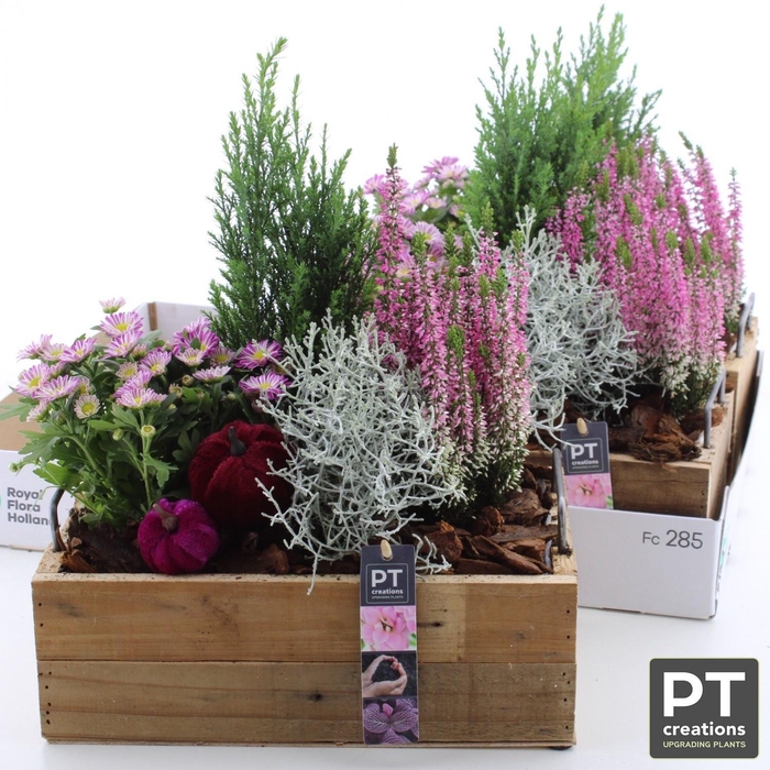 <h4>ARR TUINPLANTEN</h4>