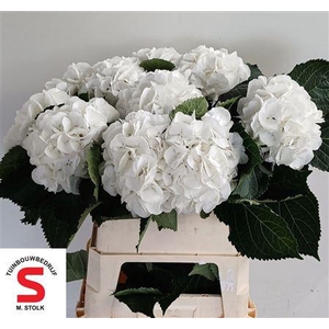 Hydr M Schneeball 80cm - 22