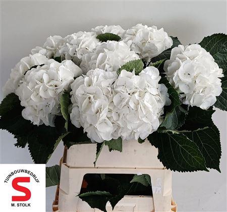 <h4>Hydr M Schneeball 80cm - 22</h4>