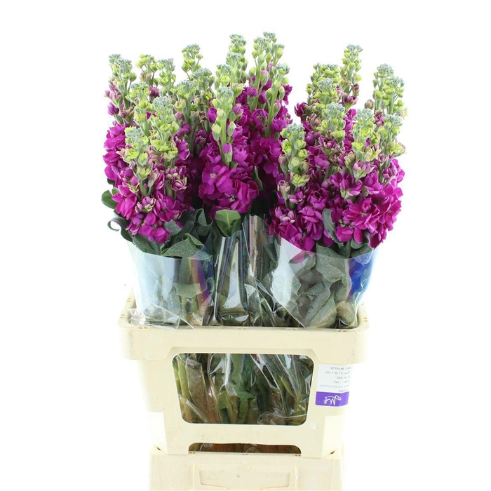 <h4>MATTH IRON ROSE</h4>