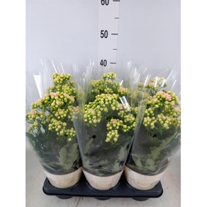 Kalanchoe  'MoreFlow Sunny Pink'