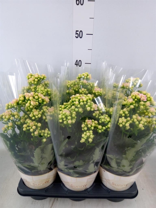 <h4>Kalanchoe  'MoreFlow Sunny Pink'</h4>