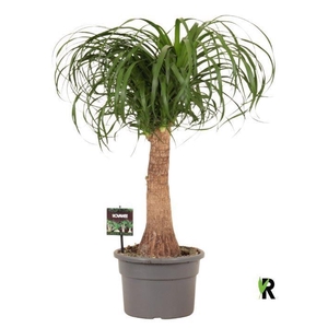 BEAUCARNEA RECUR