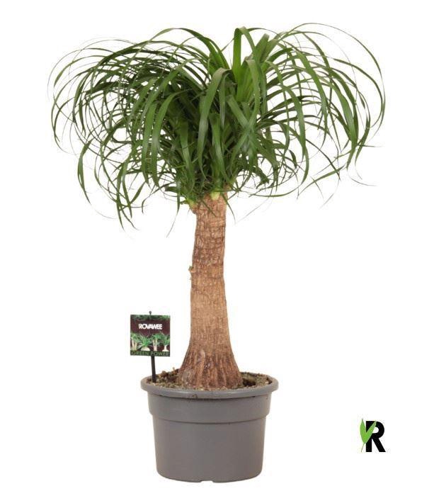 <h4>Beaucarnea recurvata</h4>