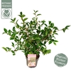 Camellia sasanqua