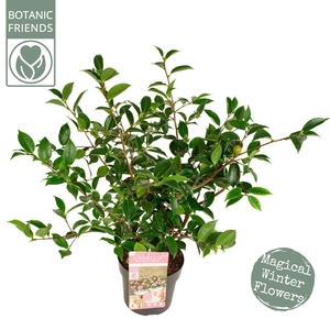 Camellia sasanqua