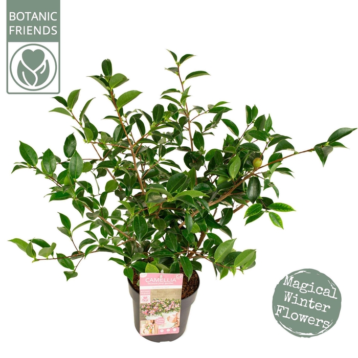 <h4>Camellia sasanqua</h4>
