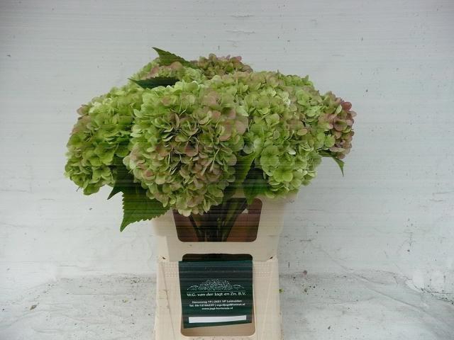 <h4>HYDR M  BLIZZARD CL</h4>