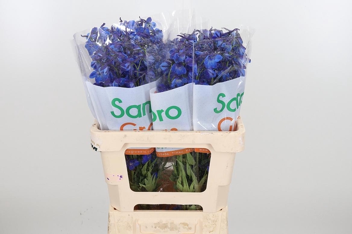 <h4>Delph En Donna</h4>