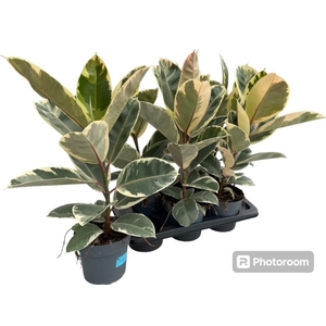 Ficus elastica Tineke 17Ø 70cm 1pp