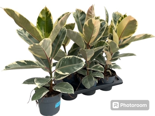 Ficus elastica Tineke 17Ø 70cm 1pp