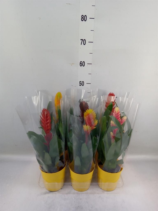 <h4>Vriesea   ...mix 6</h4>