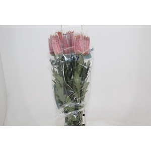 ANASTASIA CHISPA 080 CM BICOLOR