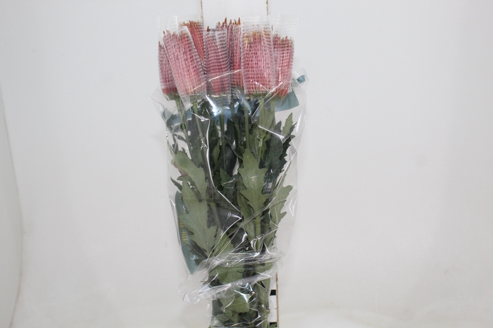 <h4>ANASTASIA CHISPA 080 CM BICOLOR</h4>